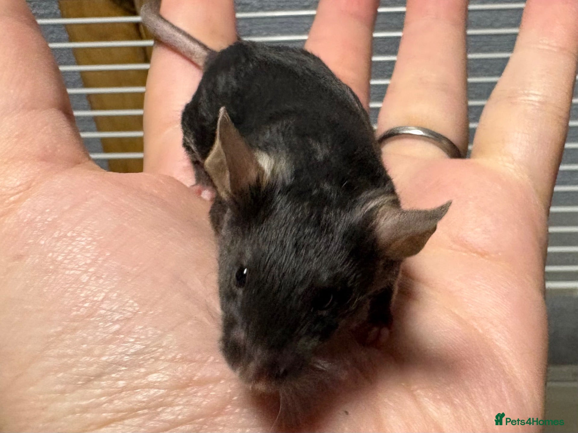 Mouse rodents for sale: Really friendly black male with cage - Advert 13