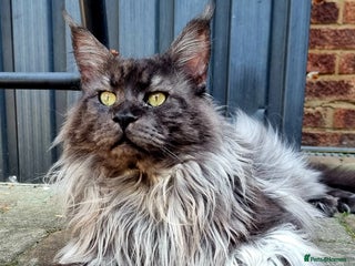 Maine Coon cats Black smoky maine coon boy for stud in Milton Keynes - Advert 1