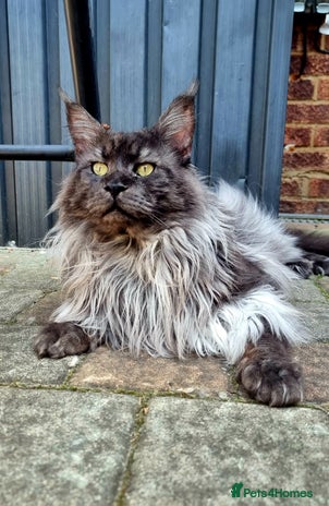 Maine Coon cats Black smoky maine coon boy for stud in Milton Keynes - Advert 1