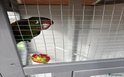 Conures birds for sale: Conure for sale - Image 3