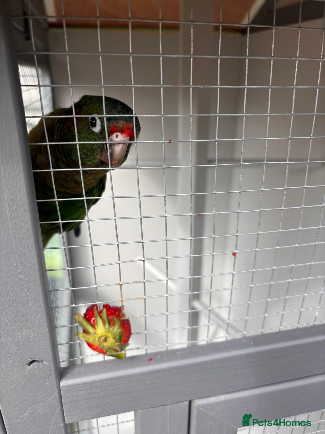 Conures birds for sale: Conure for sale - Image 3