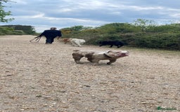English Bulldog dogs for sale: KC registered bulldog  - Image 3