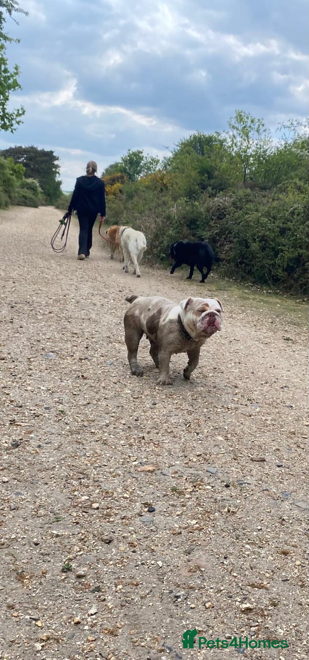 English Bulldog dogs for sale: KC registered bulldog  - Image 3