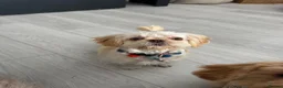 Shih Tzu dogs for sale: Prince and Toast Shih Tzu 8 months old  - Advert 13