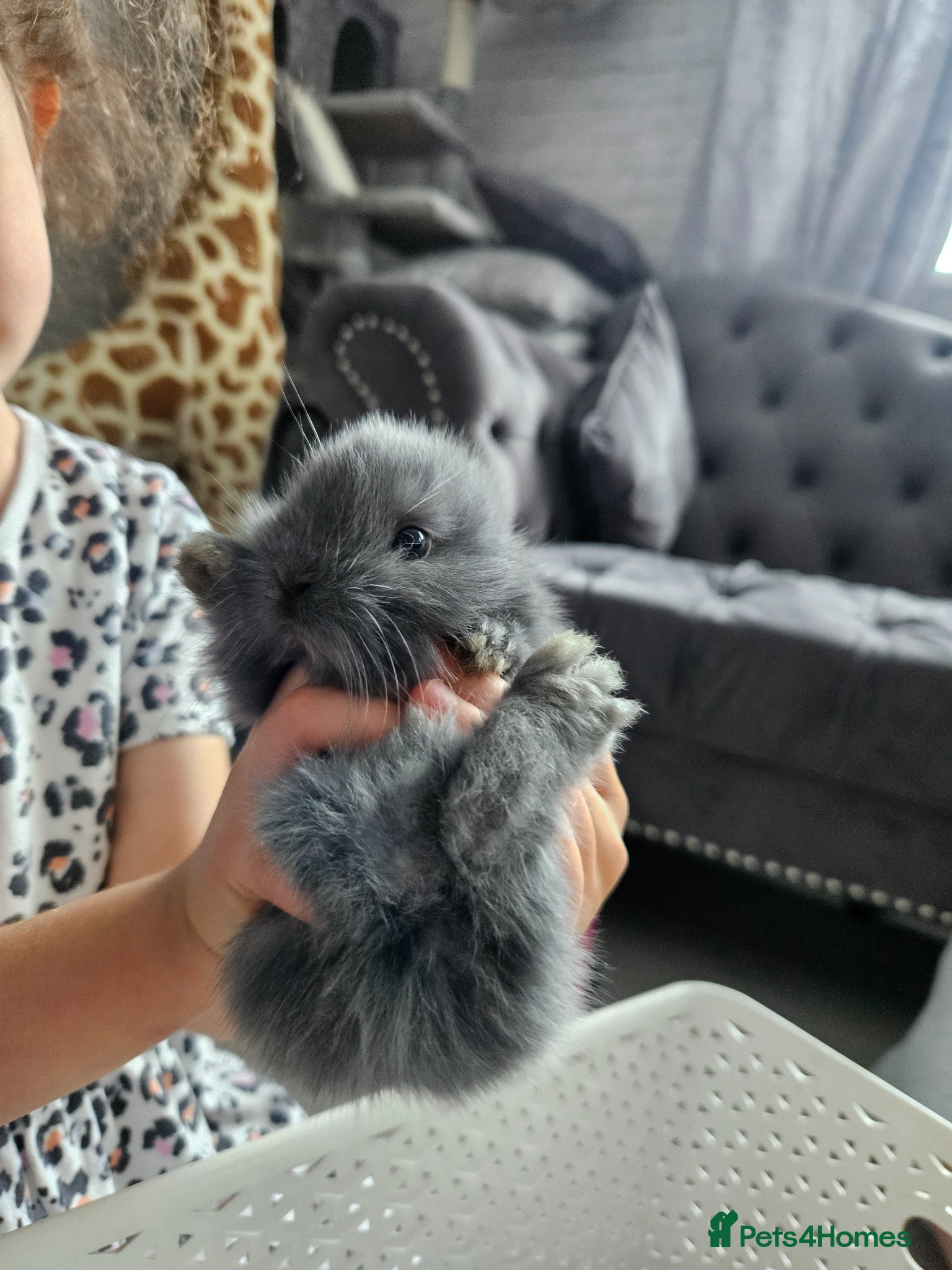 Mixed Breed rabbits for sale: Baby bunny's  - Advert 7