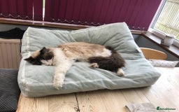 Ragdoll cats for adoption: Dexter the rescue ragdoll - Image 8