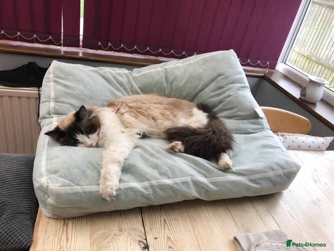 Ragdoll cats for adoption: Dexter the rescue ragdoll - Image 8