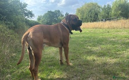 Bullmastiff dogs for stud: Bullmastiff for Stud - Image 7