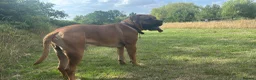Bullmastiff dogs for stud: Bullmastiff for Stud - Advert 7