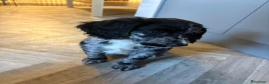 Cocker Spaniel 1