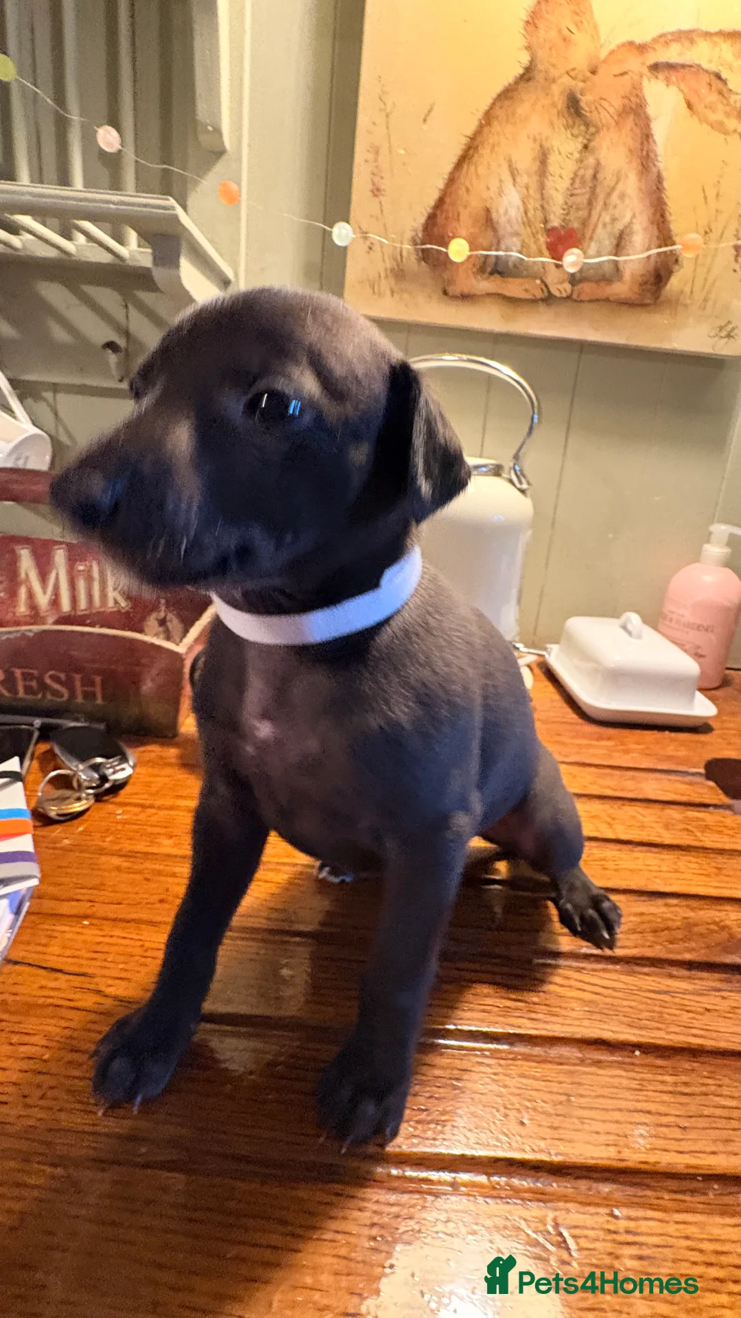 Whippet dogs for sale: KC whippet puppies - Advert 11