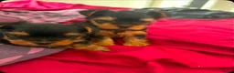 Yorkshire Terrier dogs for sale: 3 Yorkshire Terrier Puppies - Advert 3