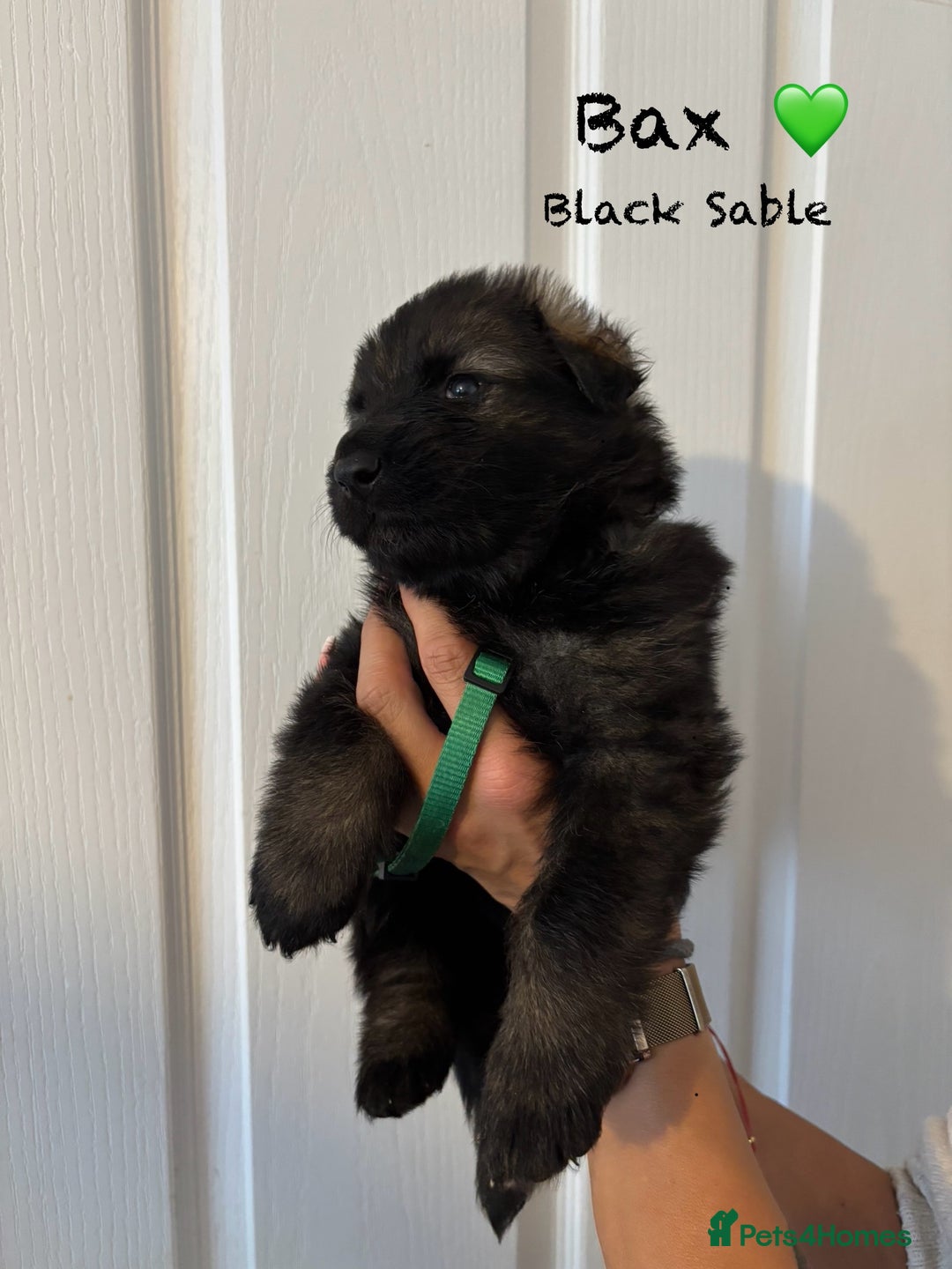 German Shepherd dogs for sale: K.C German Shepherd Puppies  - Image 6