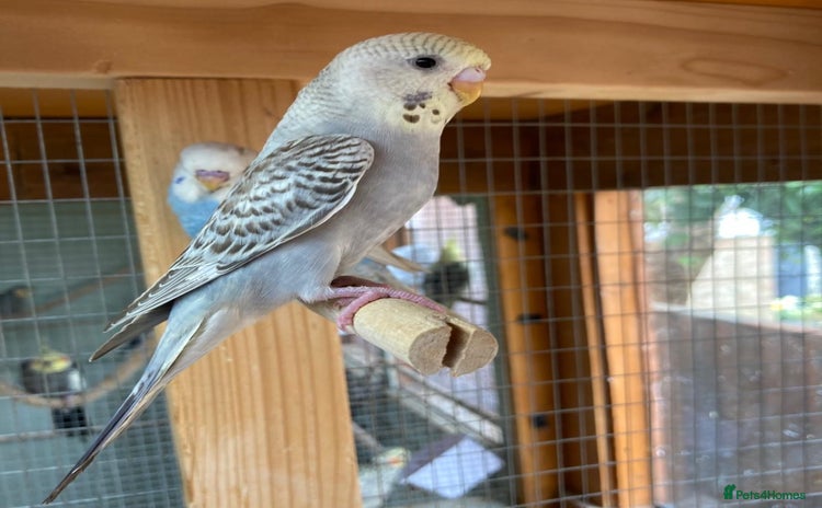 Budgerigars birds - Advert 8