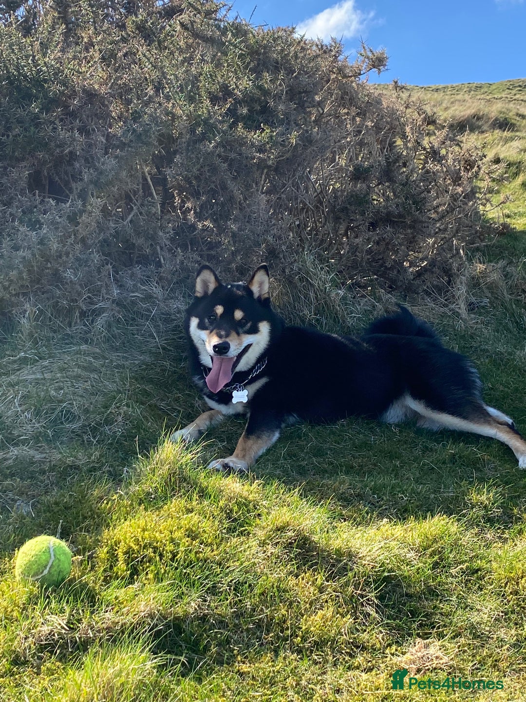 Japanese Shiba Inu dogs for sale: 	“Shiba Inu Puppies – Champion Pedigree, DNA Clear - Image 16