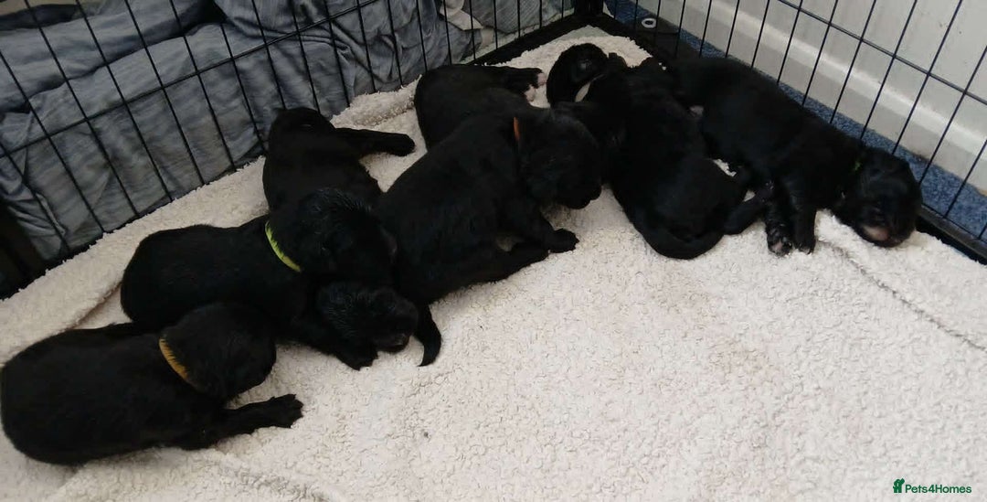 Mixed Breed dogs for sale: Golden Mountain Dog Pups - Advert 3