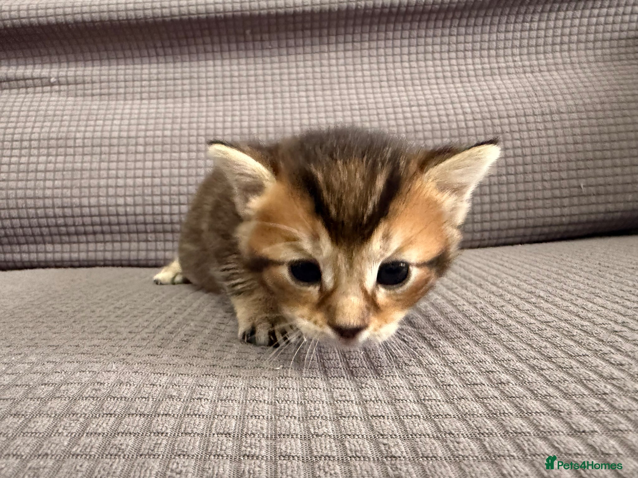 Mixed Breed cats for sale: Beautiful little kittens for sale - Advert 10