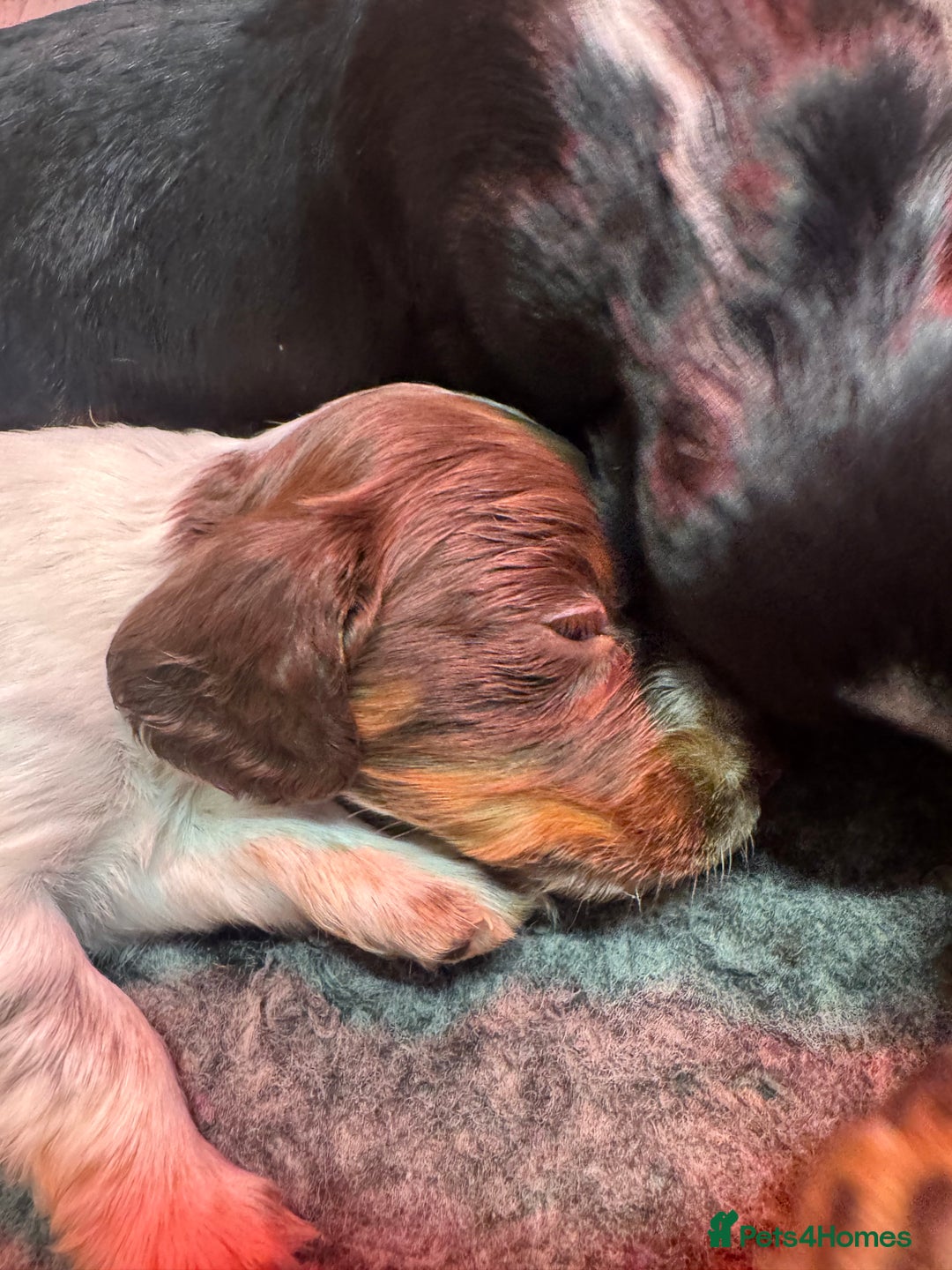 Cocker Spaniel dogs for sale: Working Cocker Spaniel Puppies - Advert 4