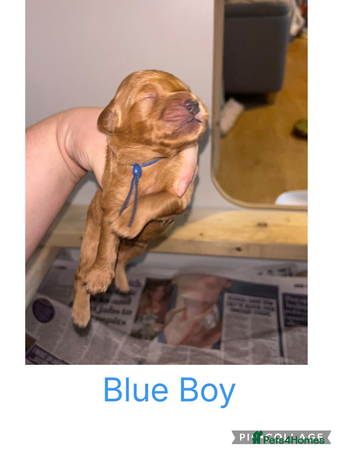 Goldendoodle dogs for sale: F1 mini Goldendoodles - Advert 7