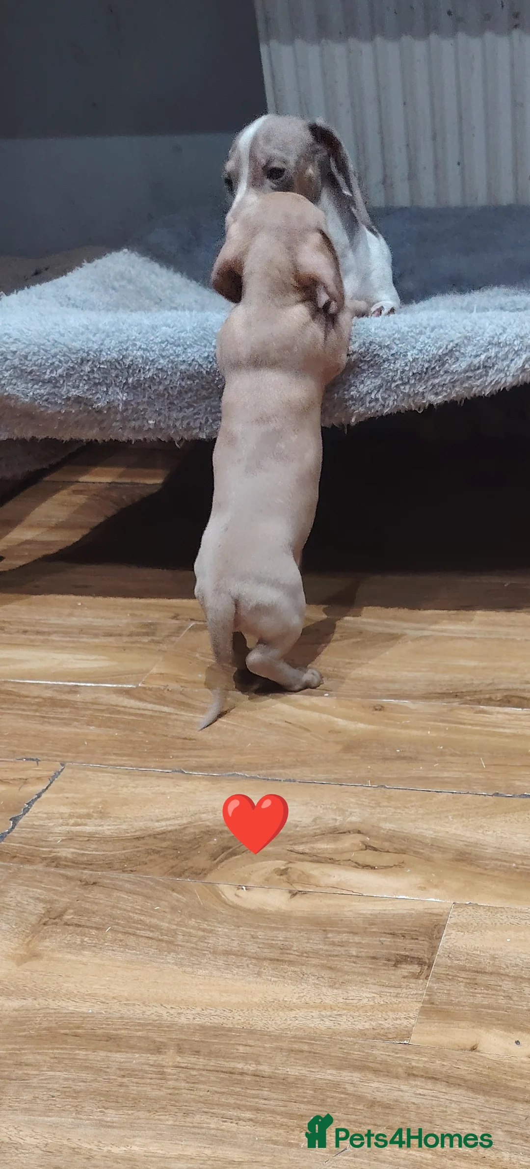 Miniature Dachshund dogs for sale: Miniature dachshund  - Advert 10