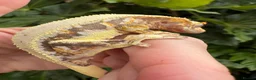 Gecko reptiles for sale: Lily white crested geckos - Advert 12