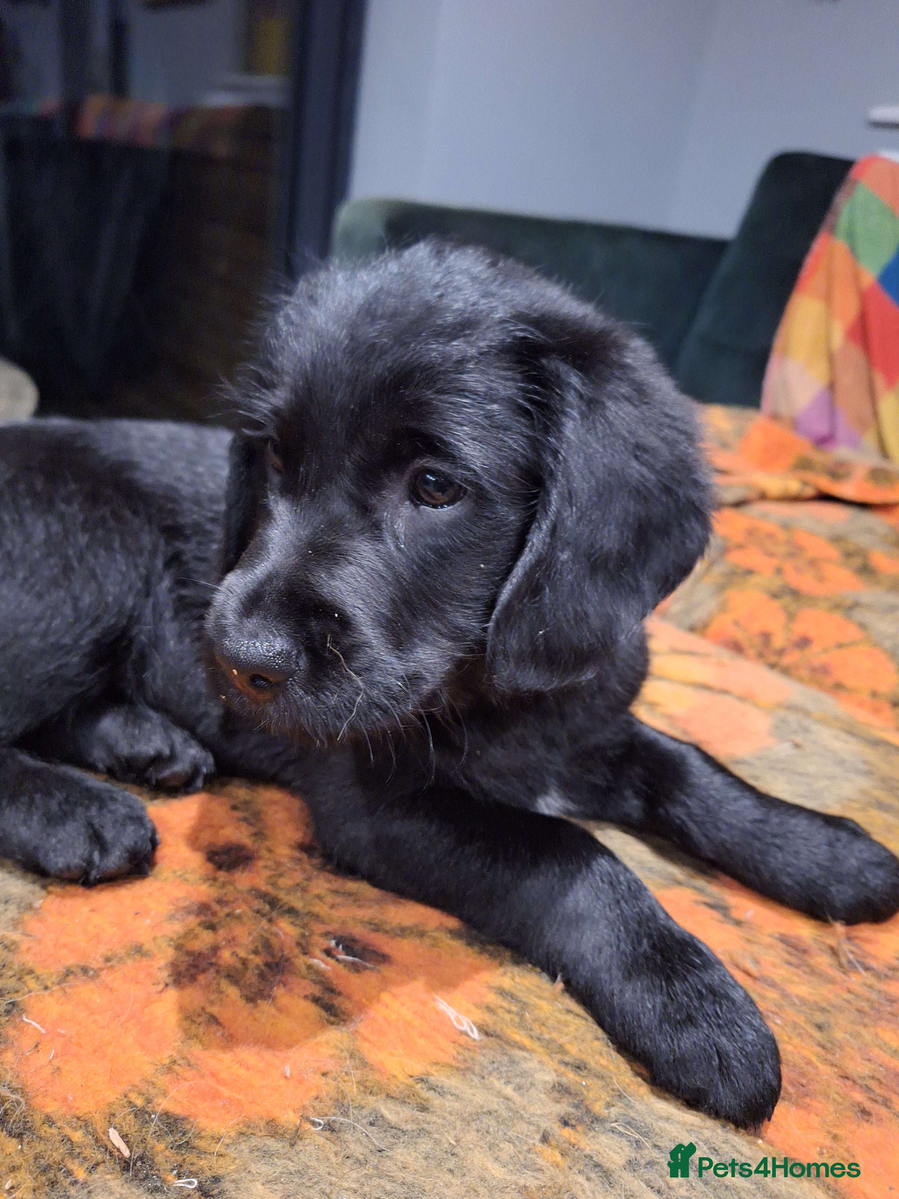 Mixed Breed dogs Black doodle ready now - Advert 1