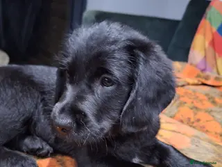 Mixed Breed dogs Black doodle ready now - Advert 1