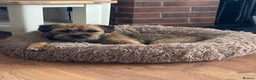 Border Terrier dogs for sale: Border Terrier Puppies for Sale - Advert 3