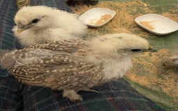 Chickens poultry for sale: GORGEOUS HAND REARED MIXED SEX SILKIE CHICKS 🐥 - Image 12