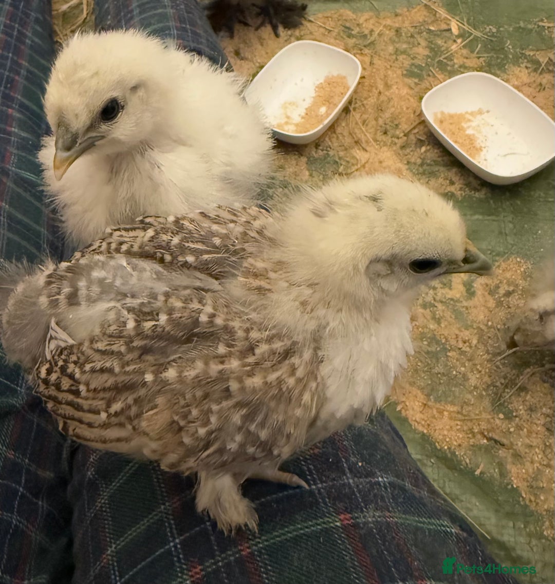 Chickens poultry for sale: GORGEOUS HAND REARED MIXED SEX SILKIE CHICKS 🐥 - Image 12