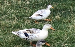 Ducks poultry for sale: Miniature Silver Appleyard Pairs - Image 1