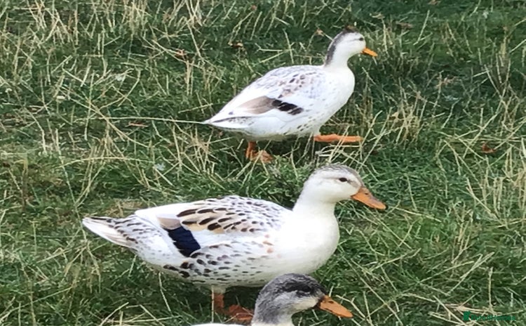 Ducks poultry - Advert 4