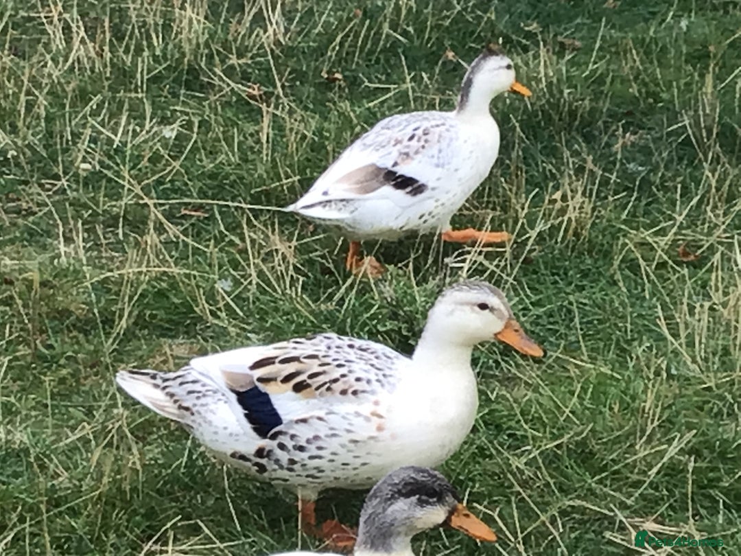 Ducks poultry for sale: Miniature Silver Appleyard Pairs - Image 1