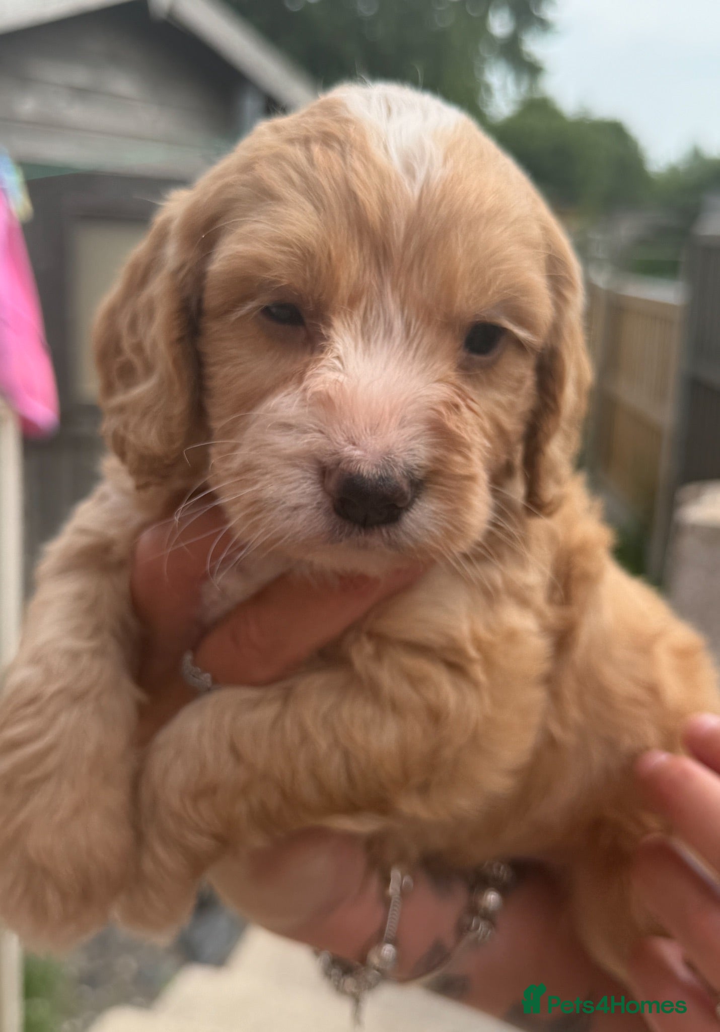 Cockapoo dogs STUNNING F1 cockapoo puppies  - Advert 9