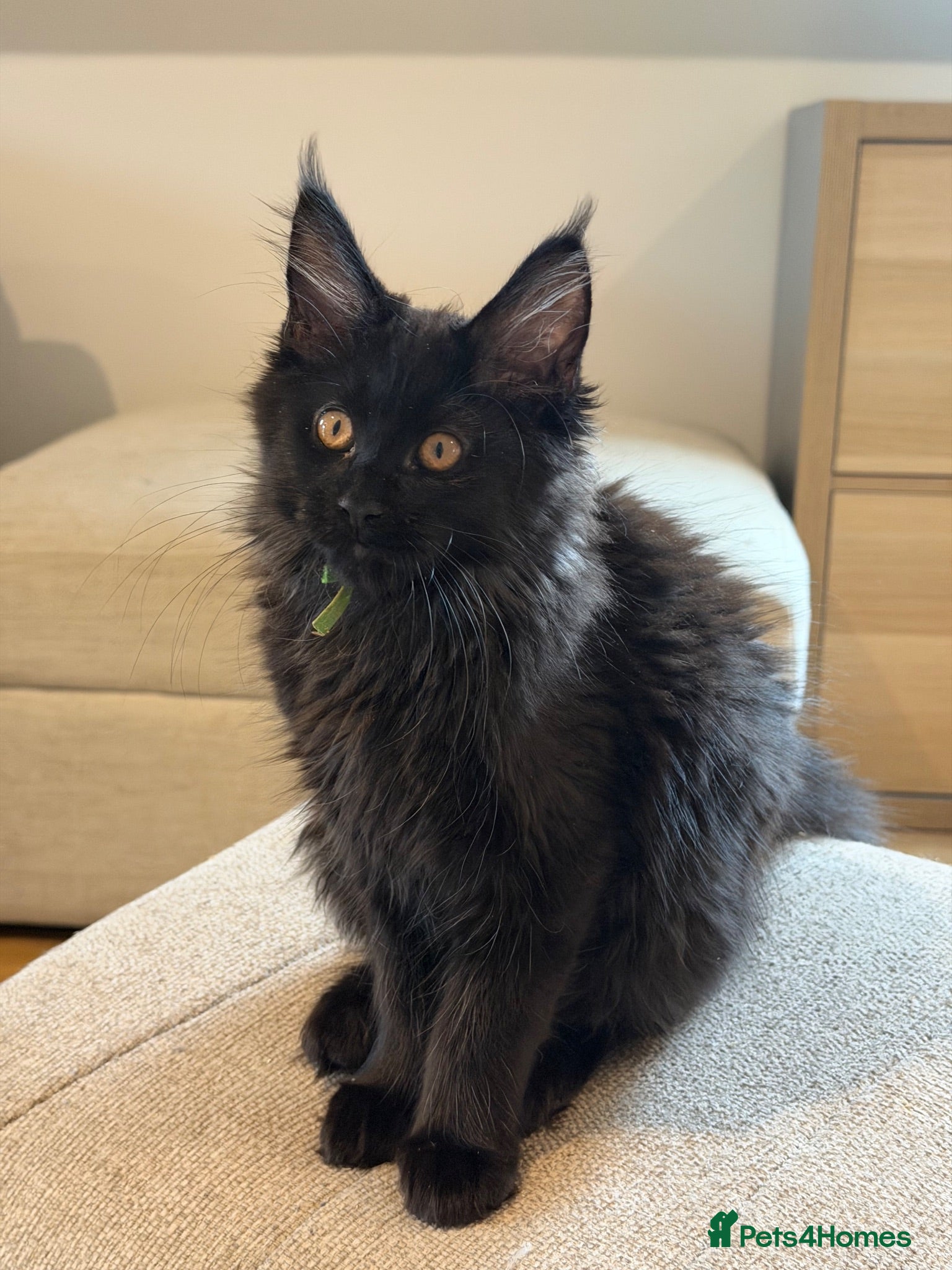 Maine Coon cats TICCA Registered Mainecoon Kittens  - Advert 2