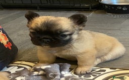 French Bulldog dogs for sale: Quality health tested/KC fluffy French bulldogs - Image 20