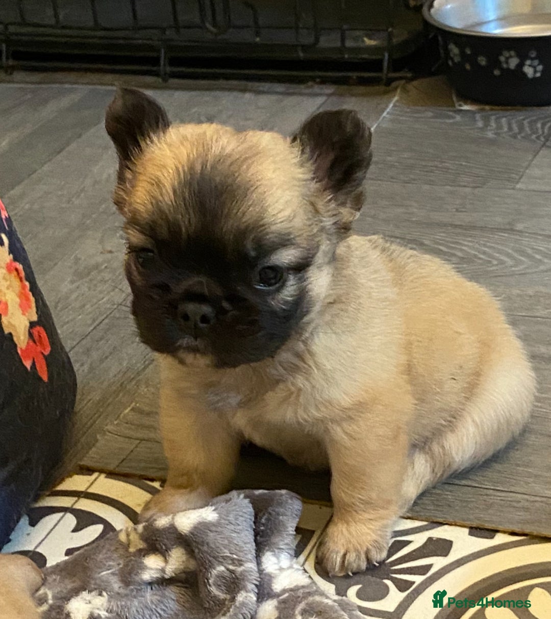 French Bulldog dogs for sale: Quality health tested/KC fluffy French bulldogs - Image 20