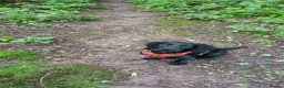 Cocker Spaniel dogs for sale: 6 month old cocker in Newport - Advert 2