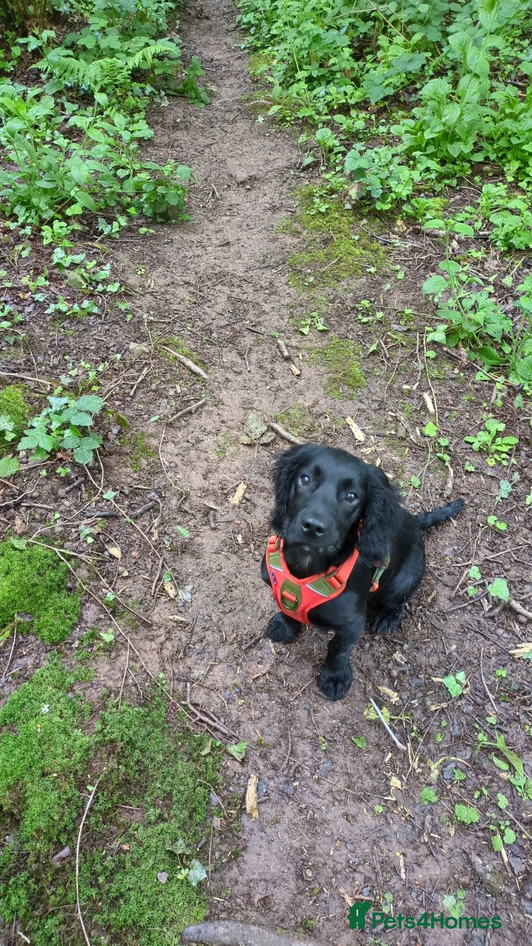 Cocker Spaniel dogs for sale: 6 month old cocker in Newport - Advert 2