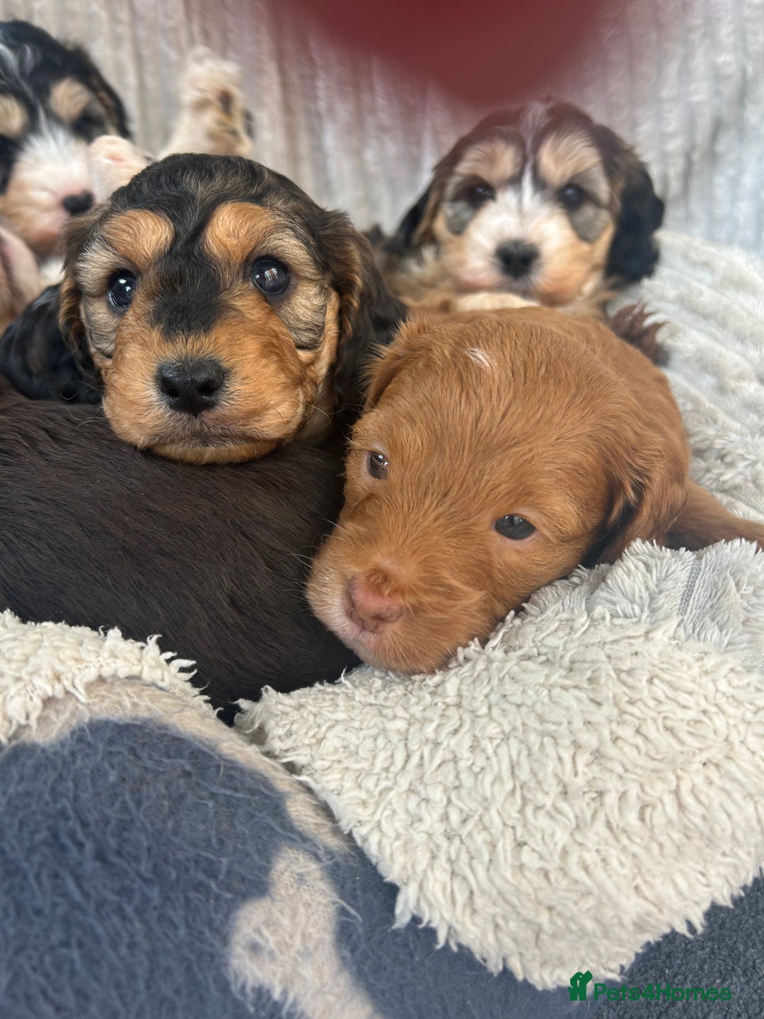 Cockapoo dogs for sale: Cockapoo Puppies - Image 32