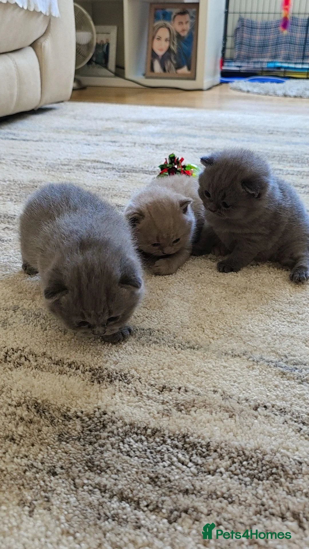British Shorthair cats for sale: British Shorthair Kittens | Champion Lines - Advert 1