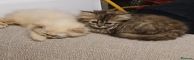Siberian 9