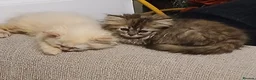 Siberian cats for sale: Pure Siberian kittens for sale - Advert 9