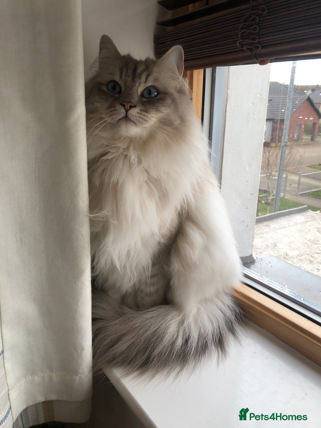 Ragdoll cats for sale: Three gorgeous ragdolls for sale  - Image 10