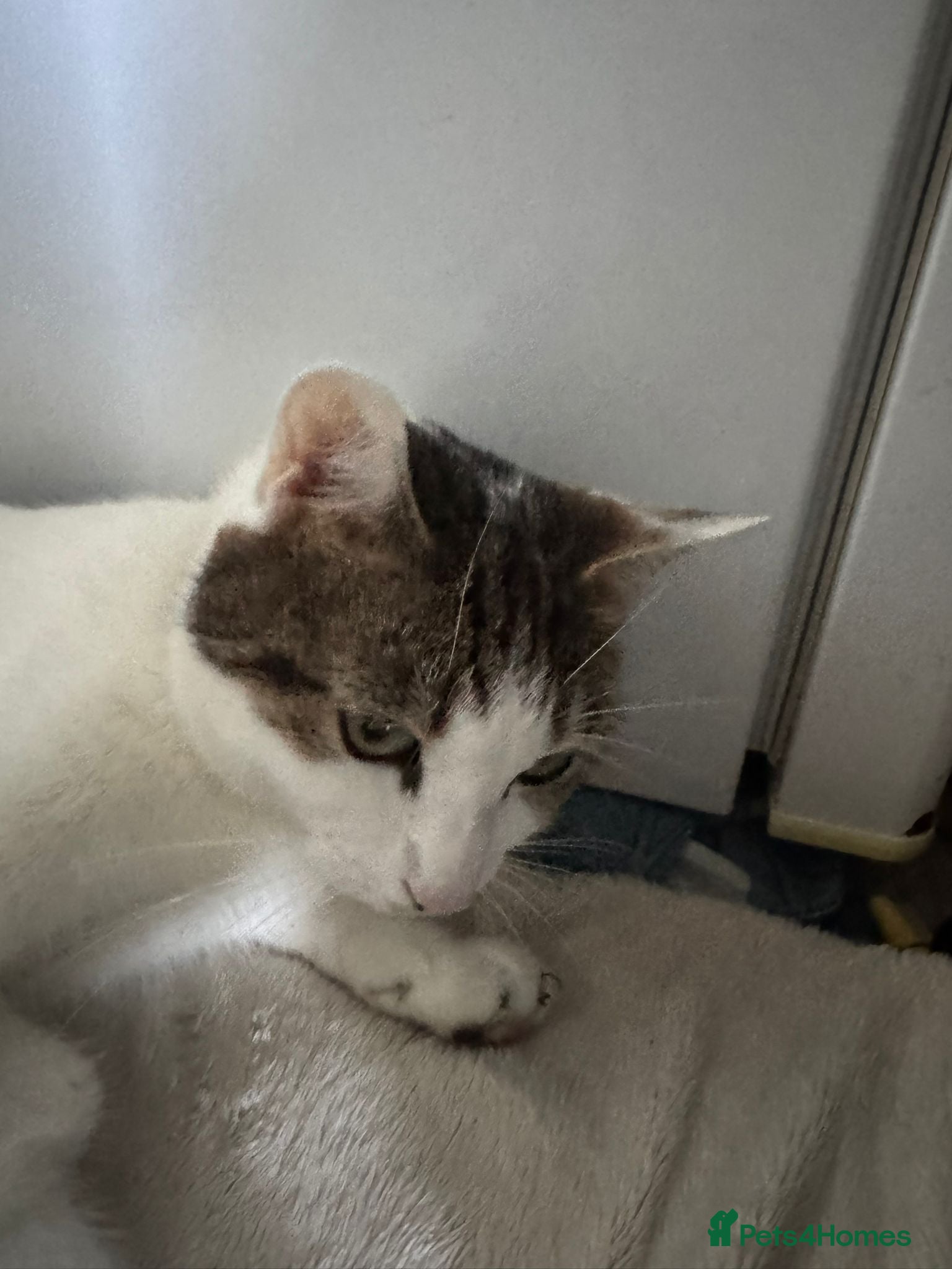 Mixed Breed cats 3 beautiful boys  - Advert 1