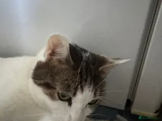 Mixed Breed cats 3 beautiful boys - Advert 1