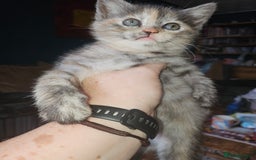 Mixed Breed cats for sale: Quarter persian fluffy kittens for sale - Image 20