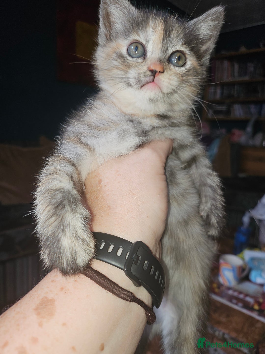 Mixed Breed cats for sale: Quarter persian fluffy kittens for sale - Image 20