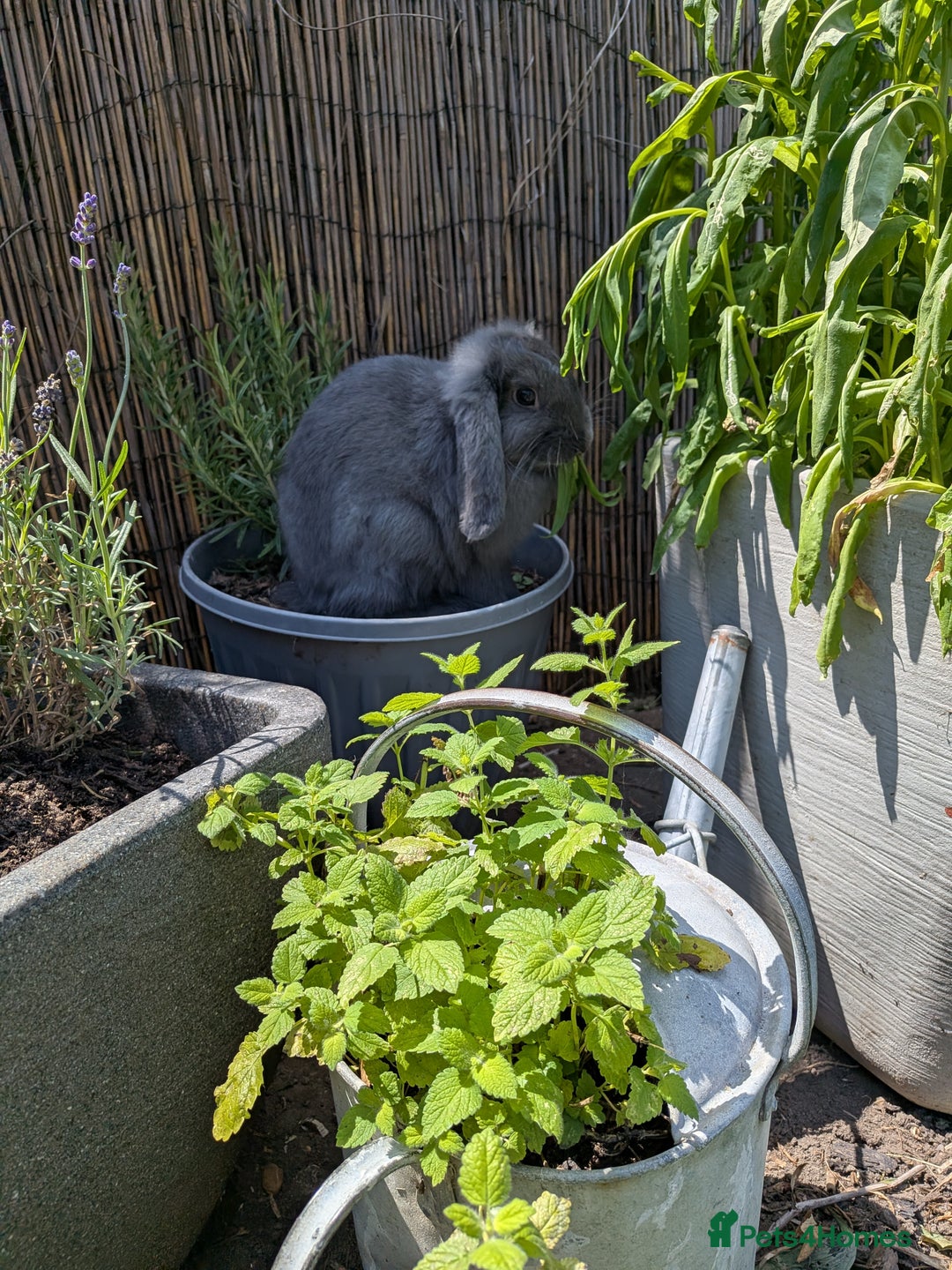 French Lop rabbits for sale: French lop rabbit  - Image 1