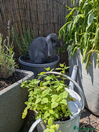 French Lop rabbits - Advert 3